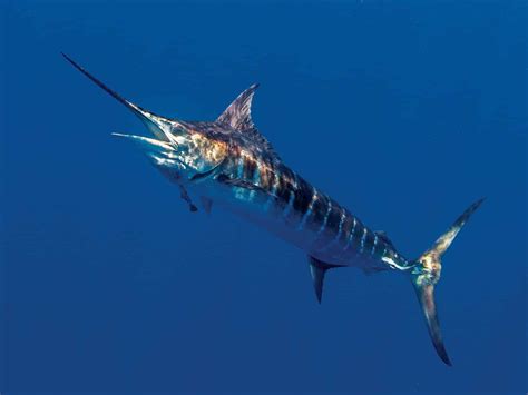 The History and Evolution of Blue Marlin Fishing Charters